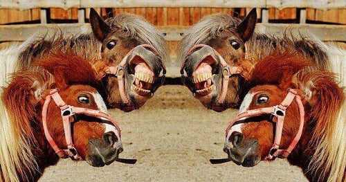 crazy_horses_crazy_speaker